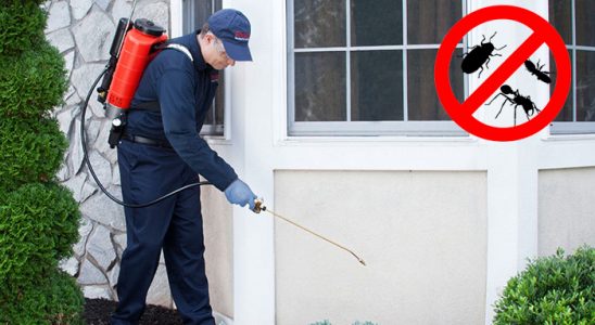 Sandıklı Uçan Haşere İlaçlama böcek ilaçlama ve haşere kontrolü — ilaclama-tr.com